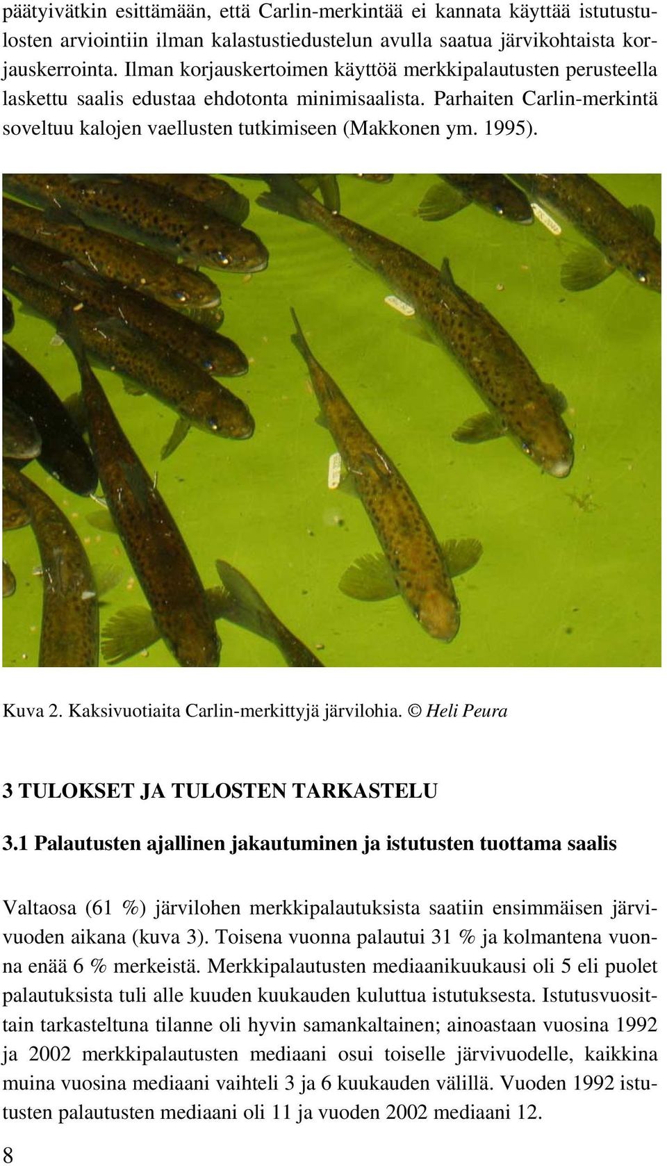 Kuva 2. Kaksivuotiaita Carlin-merkittyjä järvilohia. Heli Peura 3 TULOKSET JA TULOSTEN TARKASTELU 3.
