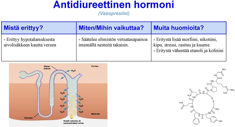 imemällä nesteitä takaisin.