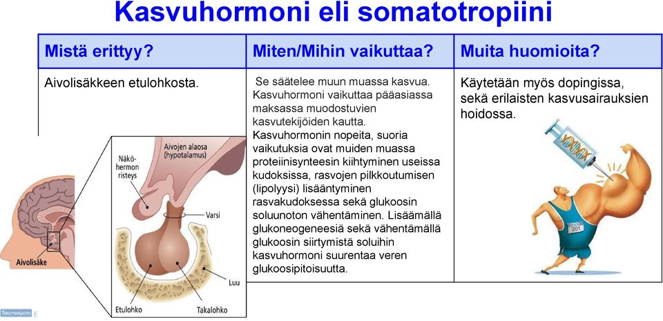 Kasvuhormonin nopeita, suoria vaikutuksia ovat muiden muassa proteiinisynteesin kiihtyminen useissa kudoksissa, rasvojen pilkkoutumisen