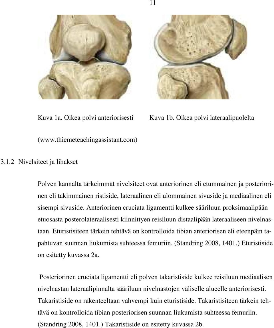 Anteriorinen cruciata ligamentti kulkee sääriluun proksimaalipään etuosasta posterolateraalisesti kiinnittyen reisiluun distaalipään lateraaliseen nivelnastaan.