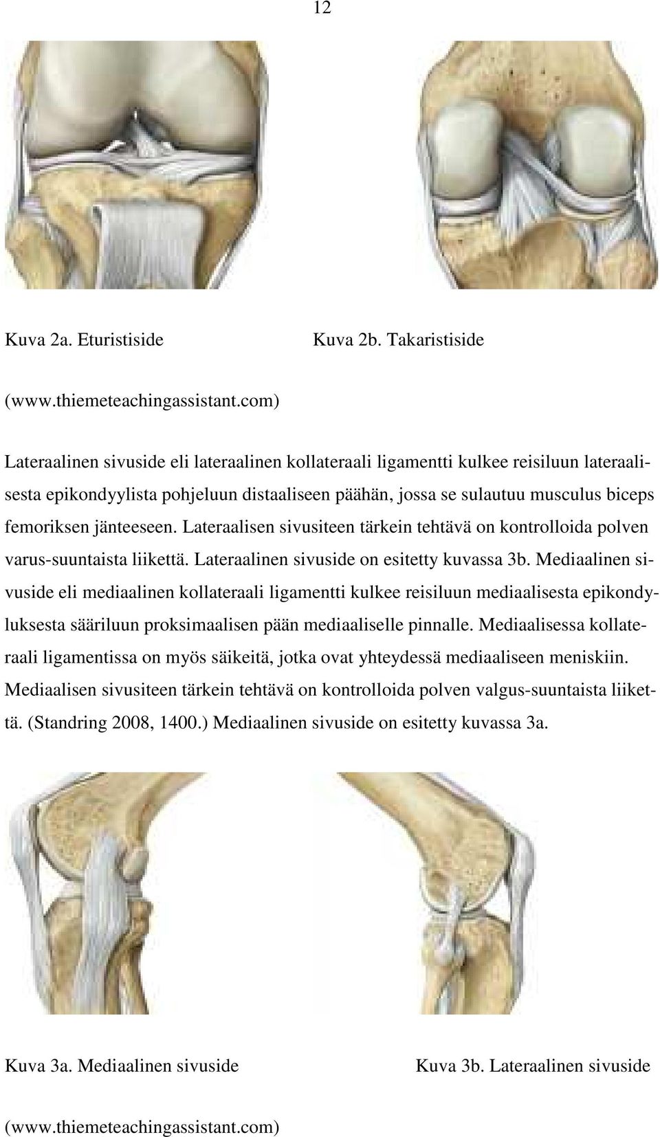 jänteeseen. Lateraalisen sivusiteen tärkein tehtävä on kontrolloida polven varus-suuntaista liikettä. Lateraalinen sivuside on esitetty kuvassa 3b.