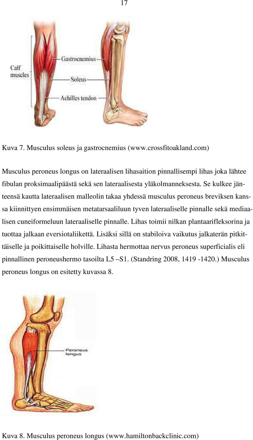 Se kulkee jänteensä kautta lateraalisen malleolin takaa yhdessä musculus peroneus breviksen kanssa kiinnittyen ensimmäisen metatarsaaliluun tyven lateraaliselle pinnalle sekä mediaalisen