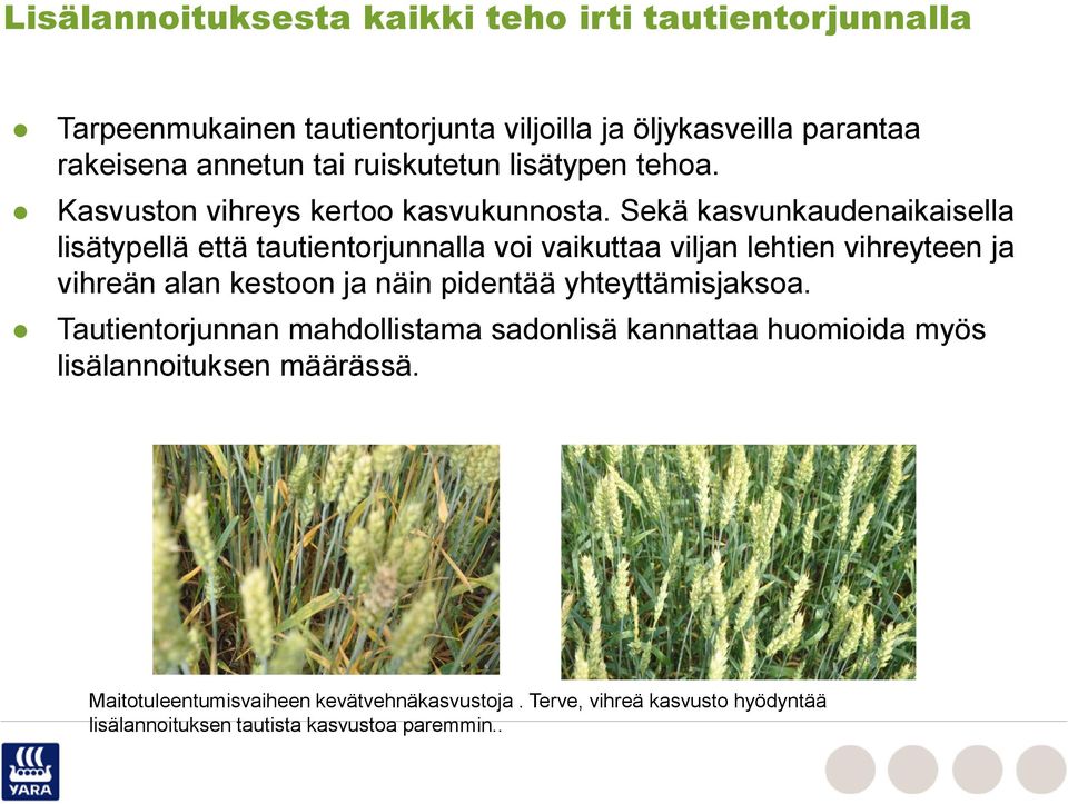 Sekä kasvunkaudenaikaisella lisätypellä että tautientorjunnalla voi vaikuttaa viljan lehtien vihreyteen ja vihreän alan kestoon ja näin pidentää