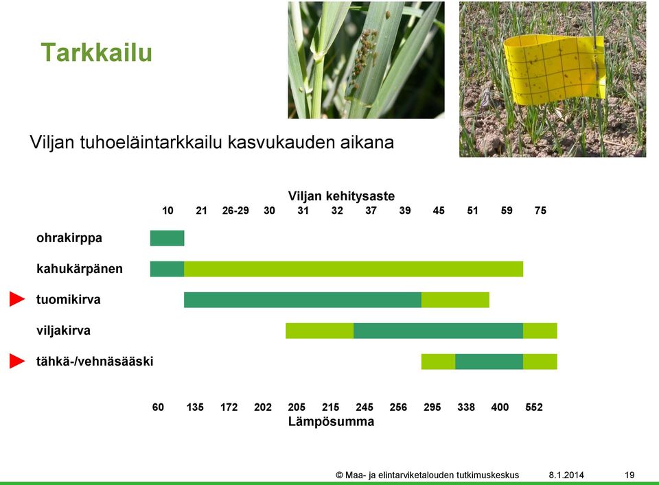 tuomikirva viljakirva tähkä-/vehnäsääski 60 135 172 202 205 215 245 256