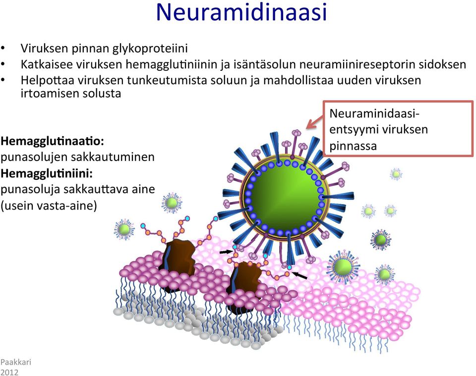 mahdollistaa uuden viruksen irtoamisen solusta Neuraminidaasi- entsyymi viruksen
