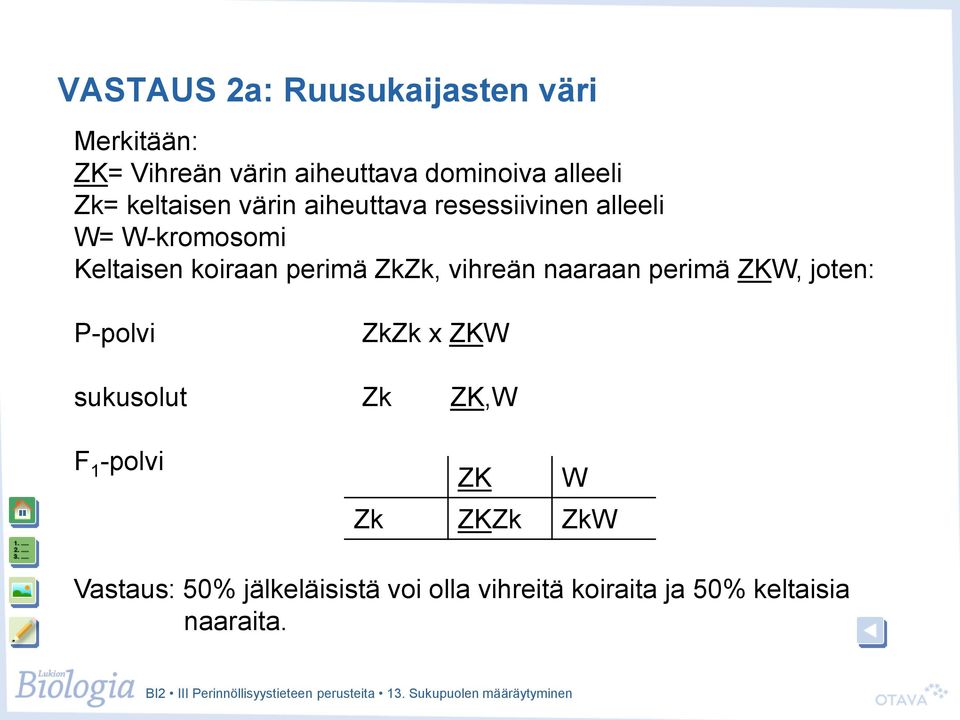 perimä ZkZk, vihreän naaraan perimä ZKW, joten: P-polvi ZkZk x ZKW sukusolut Zk ZK,W ZK W