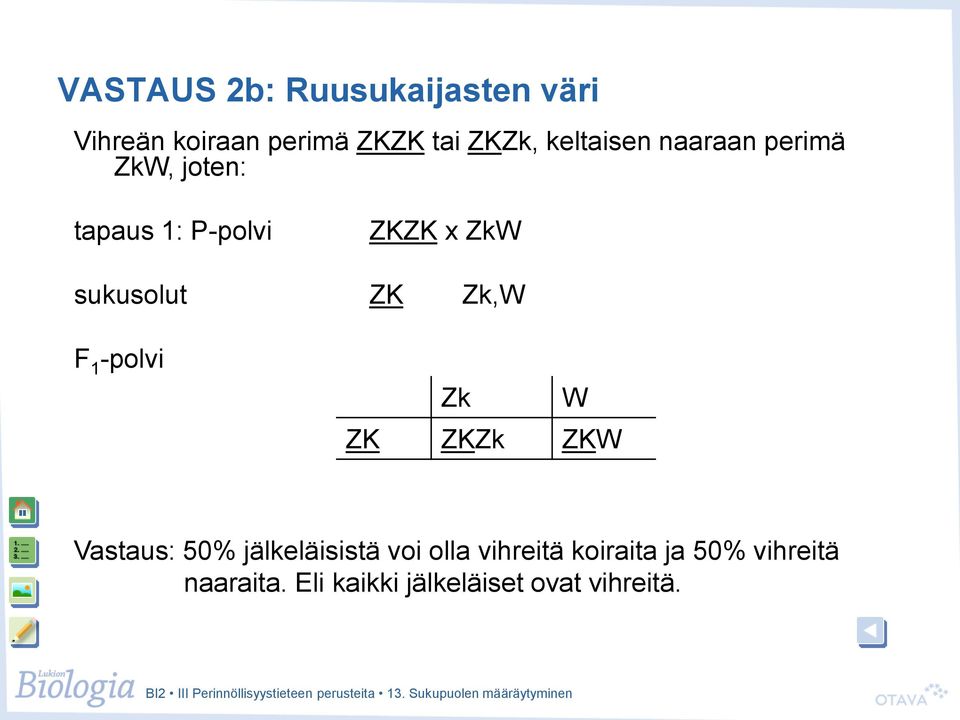 sukusolut ZK Zk,W Zk W ZK ZKZk ZKW Vastaus: 50% jälkeläisistä voi olla