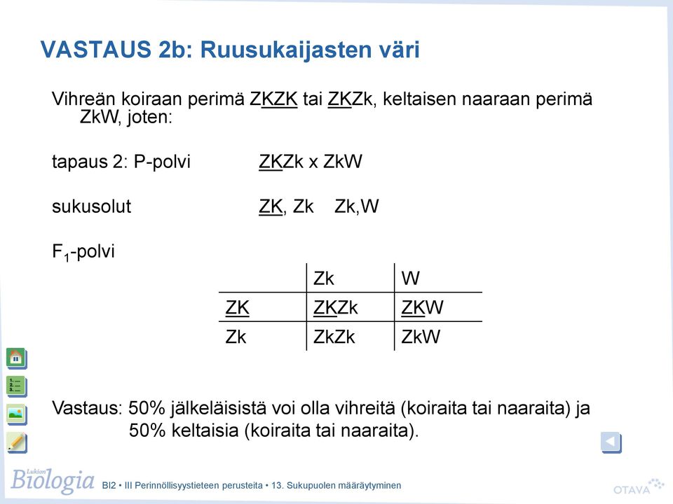 sukusolut ZK, Zk Zk,W Zk W ZK ZKZk ZKW Zk ZkZk ZkW Vastaus: 50%