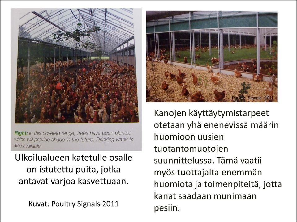 Kuvat: Poultry Signals 2011 Kanojen käyttäytymistarpeet otetaan yhä enenevissä