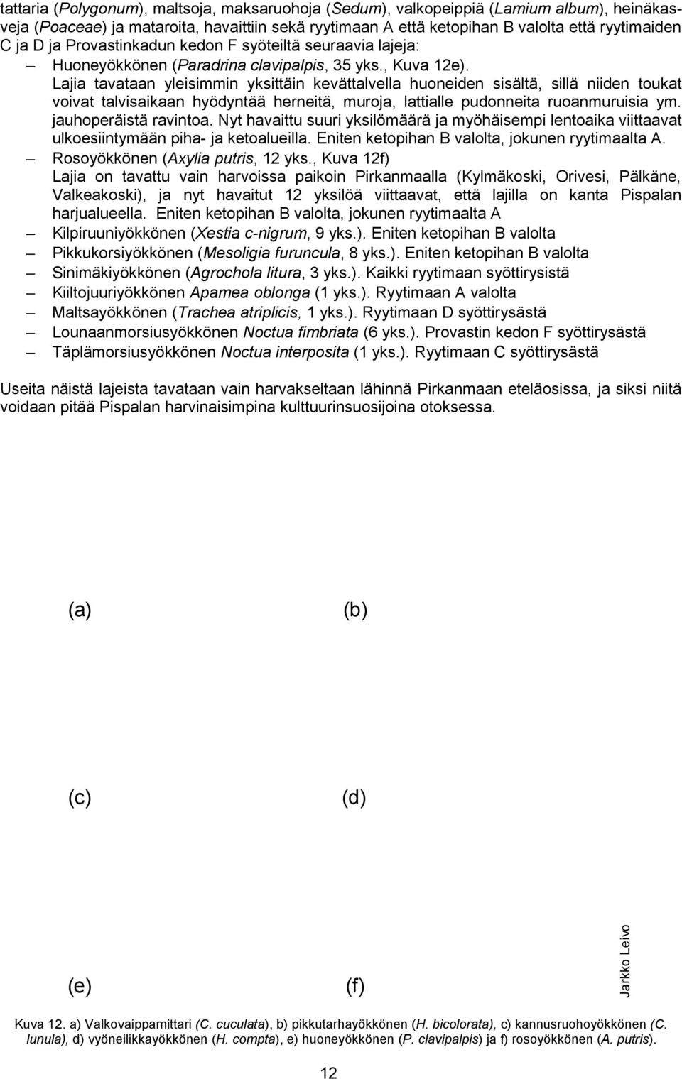 Lajia tavataan yleisimmin yksittäin kevättalvella huoneiden sisältä, sillä niiden toukat voivat talvisaikaan hyödyntää herneitä, muroja, lattialle pudonneita ruoanmuruisia ym. jauhoperäistä ravintoa.