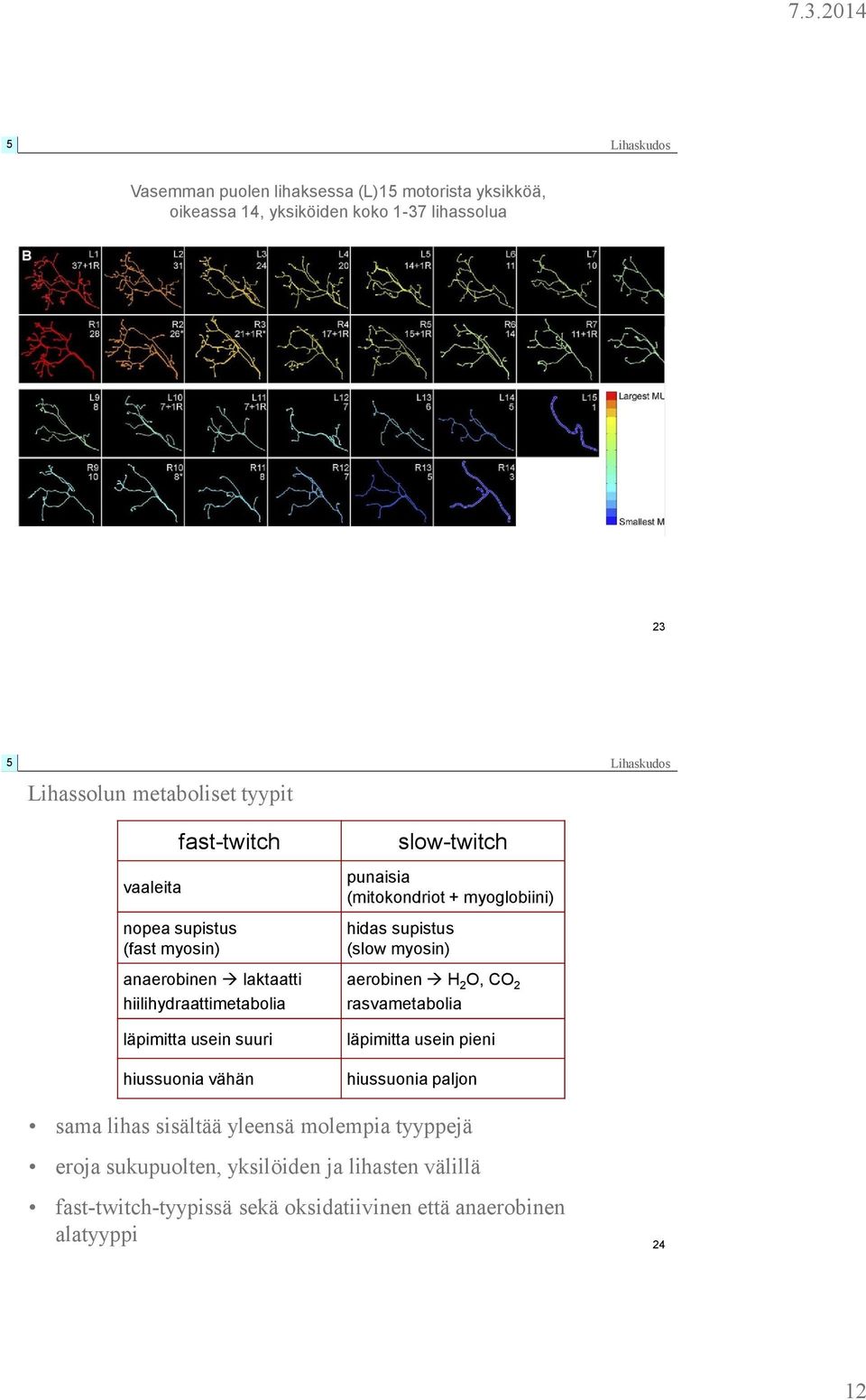 (mitokondriot + myoglobiini) hidas supistus (slow myosin) aerobinen H 2 O, CO 2 rasvametabolia läpimitta usein pieni hiussuonia paljon sama lihas