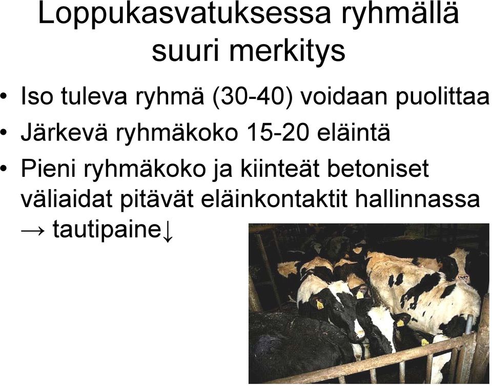 ryhmäkoko 15-20 eläintä Pieni ryhmäkoko ja kiinteät