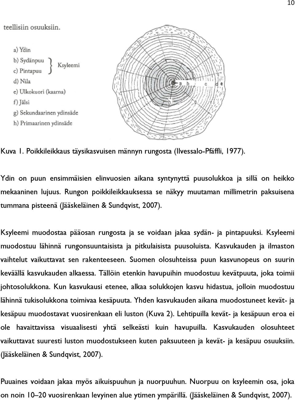 Ksyleemi muodostuu lähinnä rungonsuuntaisista ja pitkulaisista puusoluista. Kasvukauden ja ilmaston vaihtelut vaikuttavat sen rakenteeseen.