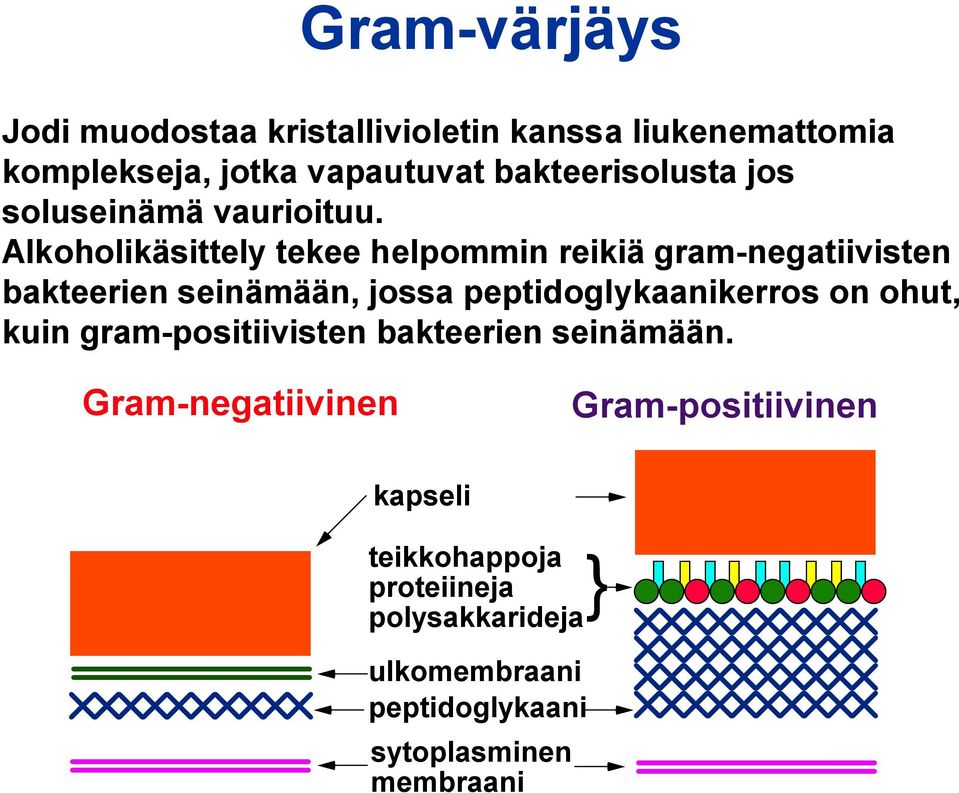 Alkoholikäsittely tekee helpommin reikiä gram-negatiivisten bakteerien seinämään, jossa peptidoglykaanikerros on