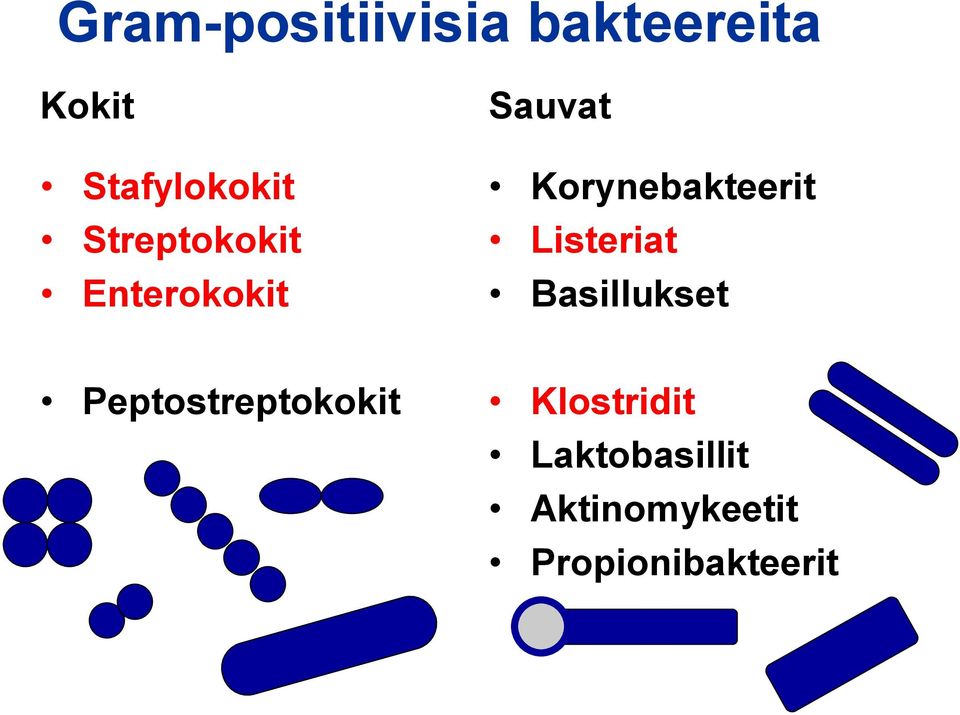 Listeriat Basillukset Peptostreptokokit