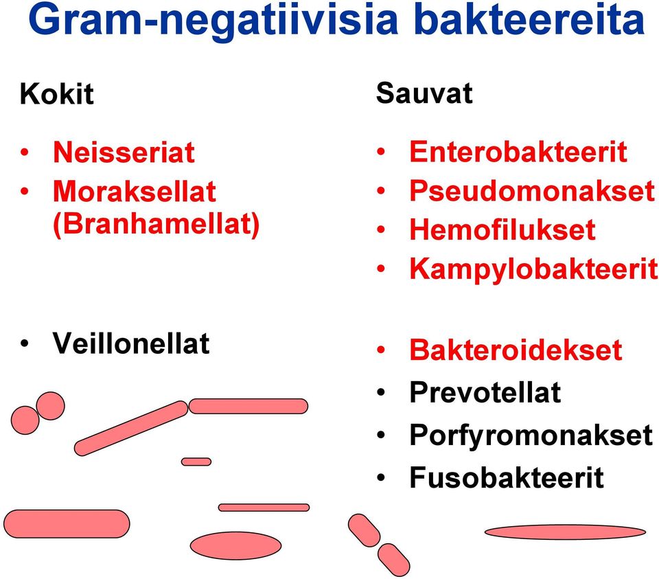 Pseudomonakset Hemofilukset Kampylobakteerit