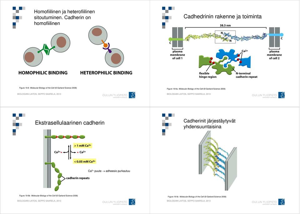 2008) Figure 19-9a Molecular Biology of the Cell ( Garland Science 2008) Ekstrasellulaarinen cadherin Cadherinit