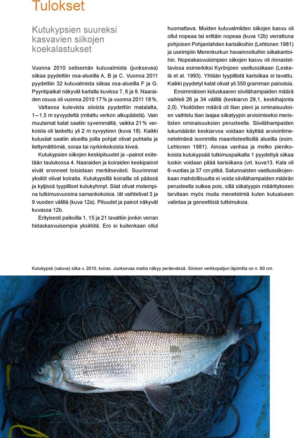 Valtaosa kutevista siioista pyydettiin matalalta, 1 1,5 m syvyydeltä (mitattu verkon alkupäästä).