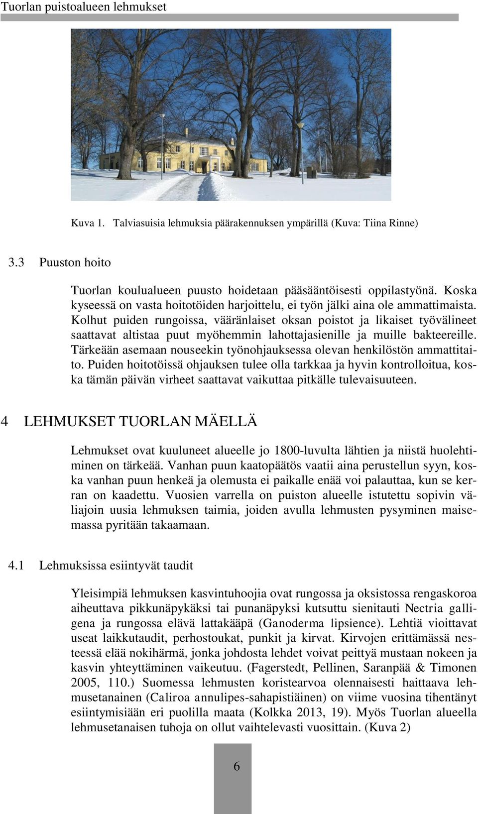 Kolhut puiden rungoissa, vääränlaiset oksan poistot ja likaiset työvälineet saattavat altistaa puut myöhemmin lahottajasienille ja muille bakteereille.