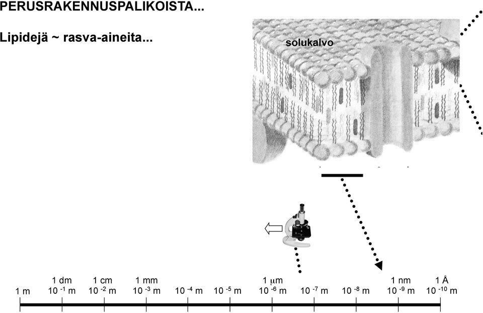 .. solukalvo 1 m 1 dm 10-1 m 1 cm 10-2 m