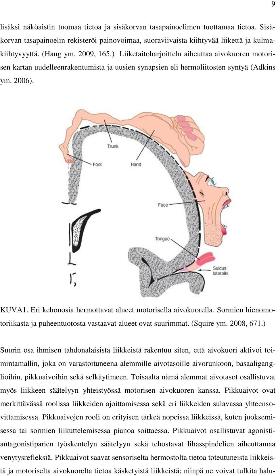 Eri kehonosia hermottavat alueet motorisella aivokuorella. Sormien hienomotoriikasta ja puheentuotosta vastaavat alueet ovat suurimmat. (Squire ym. 2008, 671.