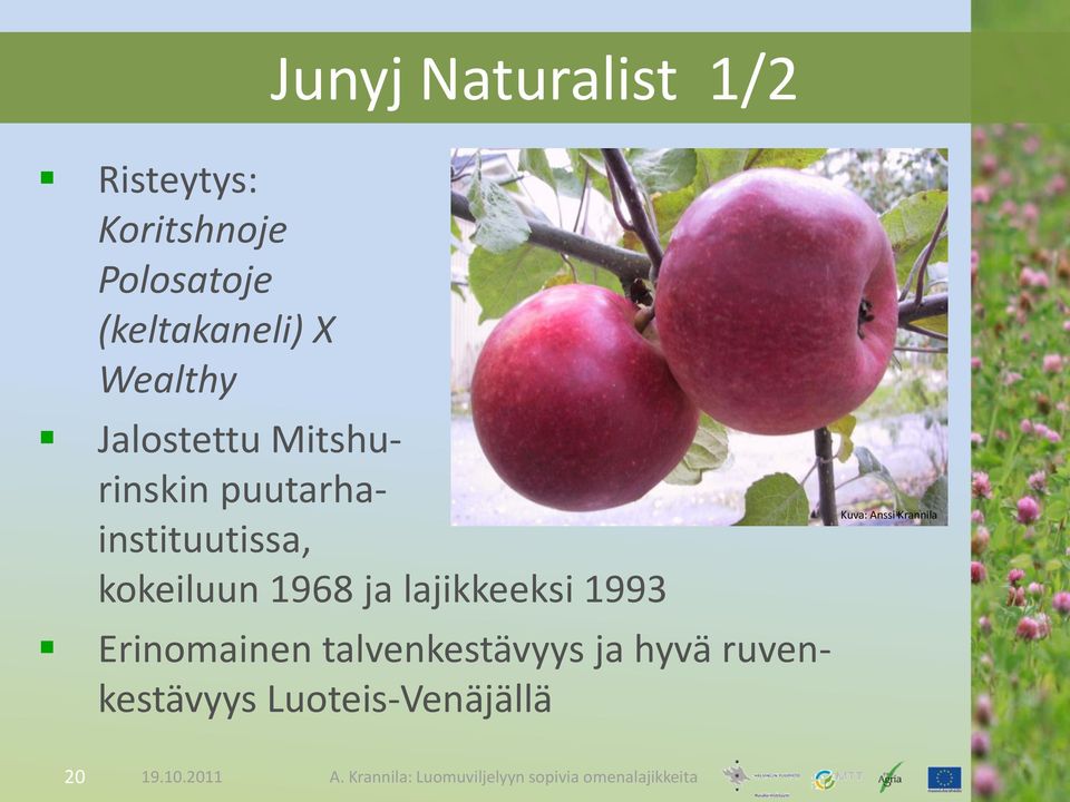 puutarhainstituutissa, kokeiluun 1968 ja lajikkeeksi 1993