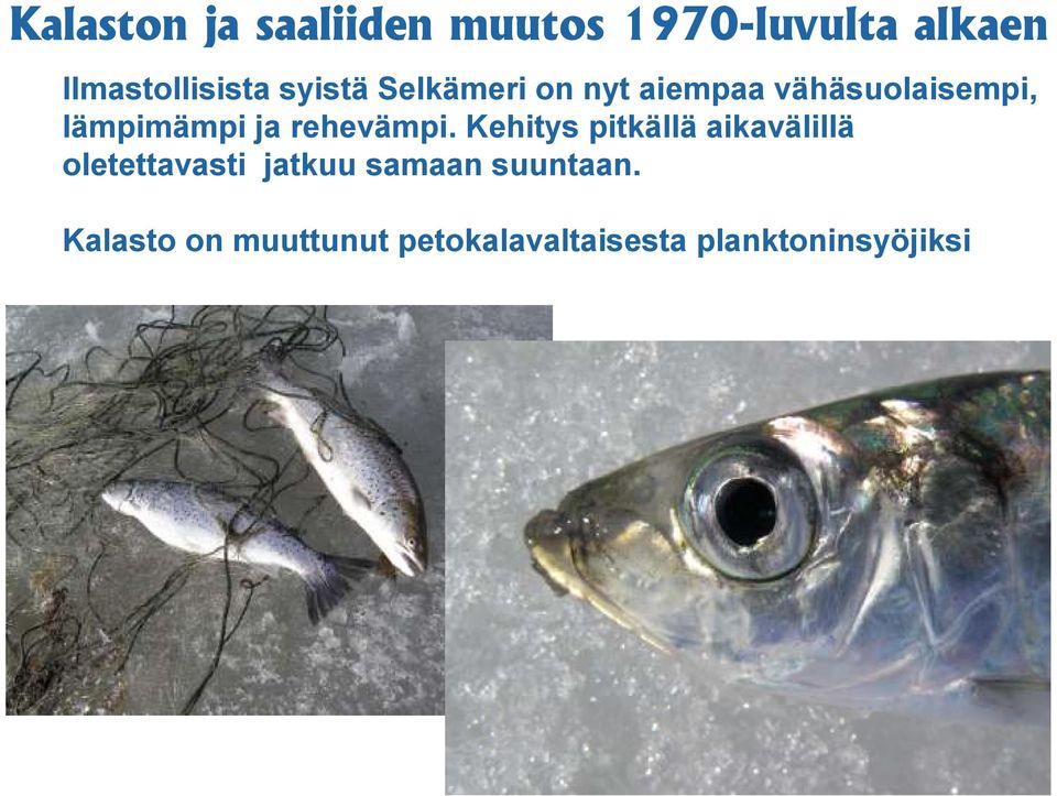 rehevämpi.