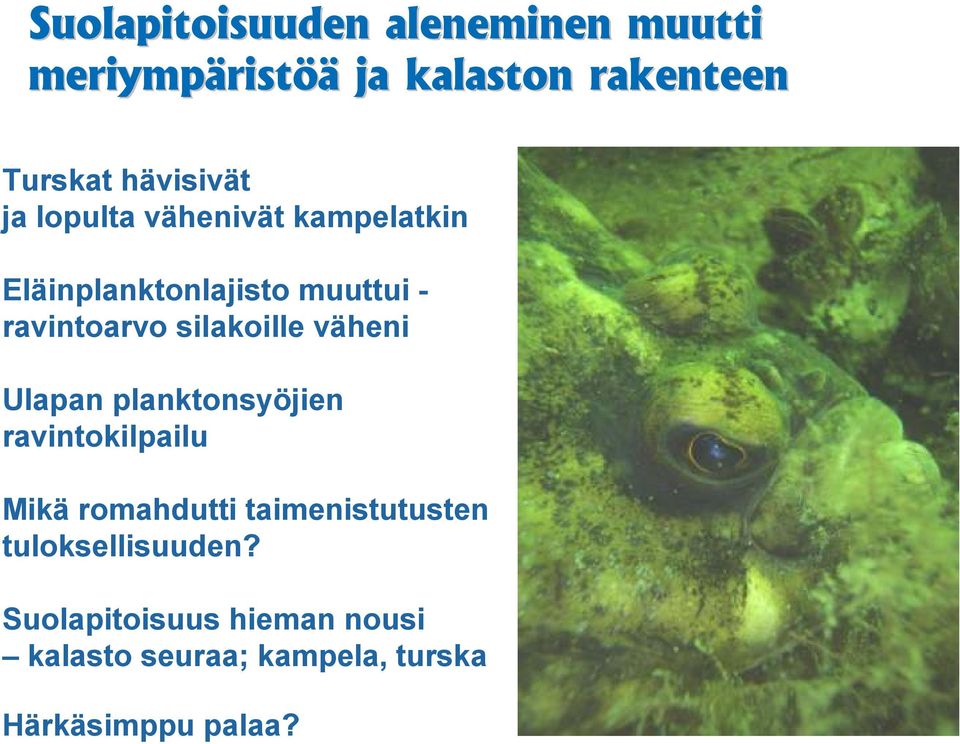 silakoille väheni Ulapan planktonsyöjien ravintokilpailu Mikä romahdutti