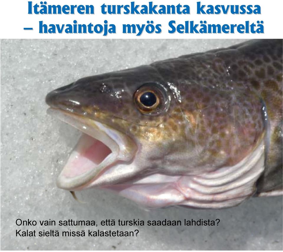 Onko vain sattumaa, että turskia
