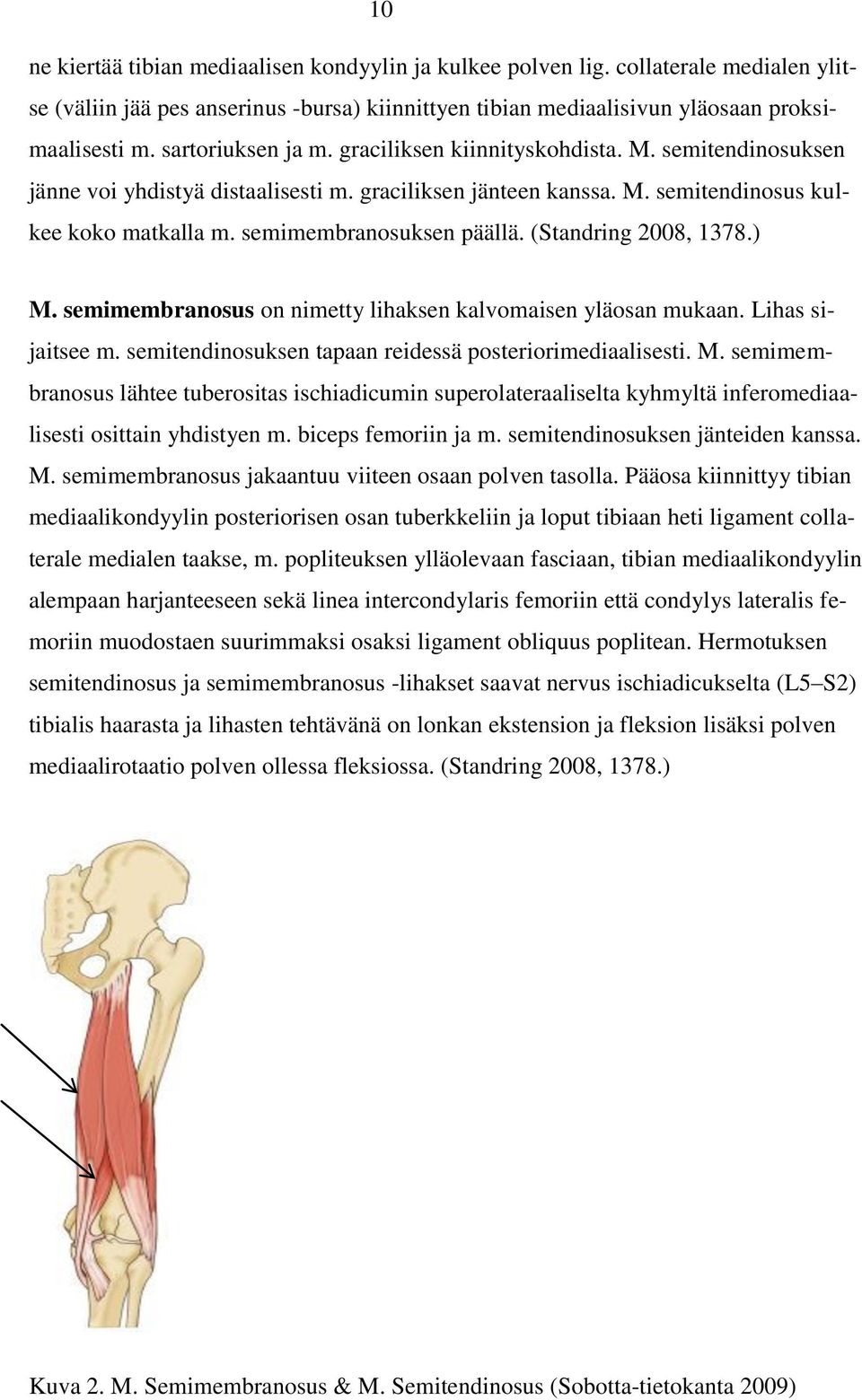 semimembranosuksen päällä. (Standring 2008, 1378.) M. semimembranosus on nimetty lihaksen kalvomaisen yläosan mukaan. Lihas sijaitsee m. semitendinosuksen tapaan reidessä posteriorimediaalisesti. M. semimembranosus lähtee tuberositas ischiadicumin superolateraaliselta kyhmyltä inferomediaalisesti osittain yhdistyen m.