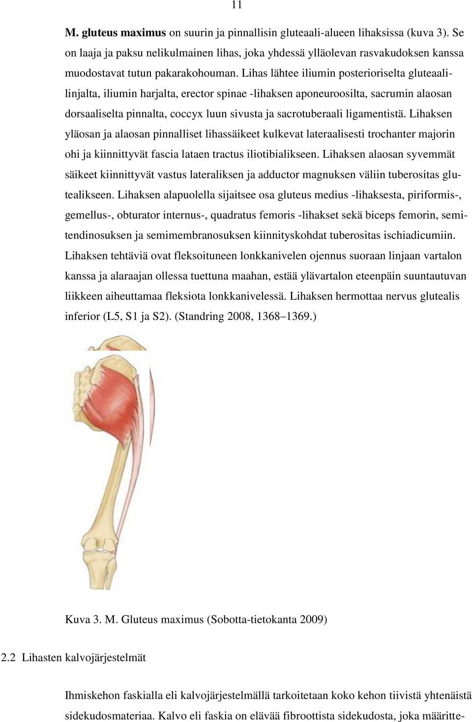 Lihas lähtee iliumin posterioriselta gluteaalilinjalta, iliumin harjalta, erector spinae -lihaksen aponeuroosilta, sacrumin alaosan dorsaaliselta pinnalta, coccyx luun sivusta ja sacrotuberaali