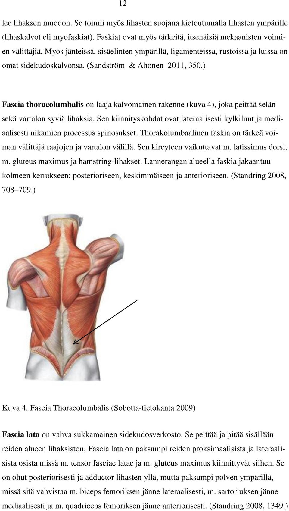 ) Fascia thoracolumbalis on laaja kalvomainen rakenne (kuva 4), joka peittää selän sekä vartalon syviä lihaksia.