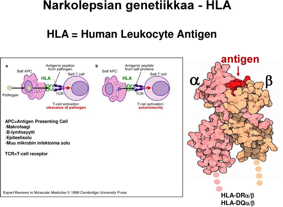 Cell -Makrofaagi -B-lymfosyytti -Epiteelisolu -Muu