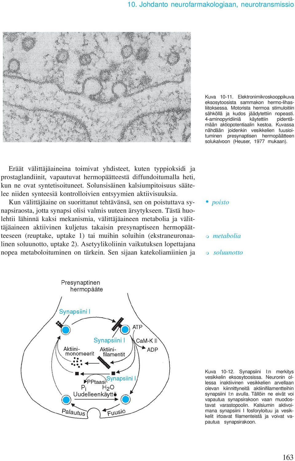 Kuvassa nähdään joidenkin vesikkelien fuusioituminen presynaptisen hermopäätteen solukalvoon (Heuser, 1977 mukaan).