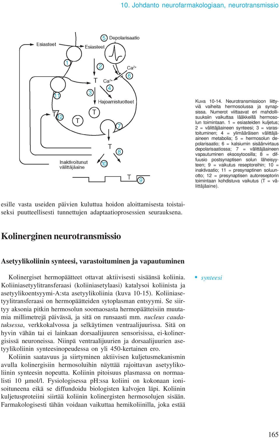 1 = esiasteiden kuljetus; 2 = välittäjäaineen synteesi; 3 = varastoituminen; 4 = ylimääräisen välittäjäaineen metabolia; 5 = hermosolun depolarisaatio; 6 = kalsiumin sisäänvirtaus depolarisaatiossa;