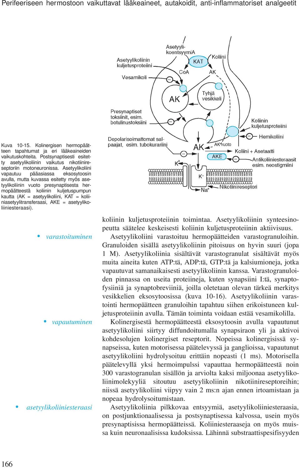 Asetyylikoliini vapautuu pääasiassa eksosytoosin avulla, mutta kuvassa esitetty myös asetyylikoliinin vuoto presynaptisesta hermopäätteestä koliinin kuljetuspumpun kautta (AK = asetyylikoliini, KAT =