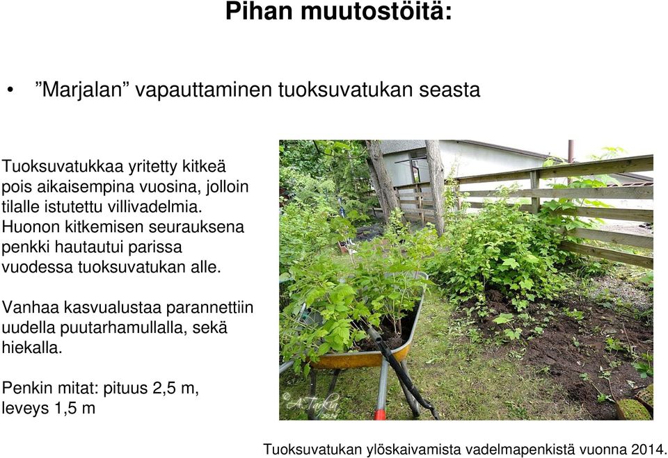 Huonon kitkemisen seurauksena penkki hautautui parissa vuodessa tuoksuvatukan alle.