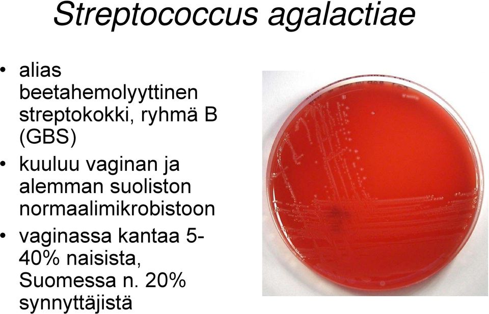 alemman suoliston normaalimikrobistoon vaginassa