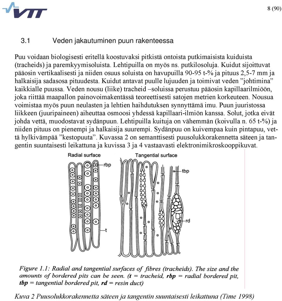 Kuidut antavat puulle lujuuden ja toimivat veden johtimina kaikkialle puussa.