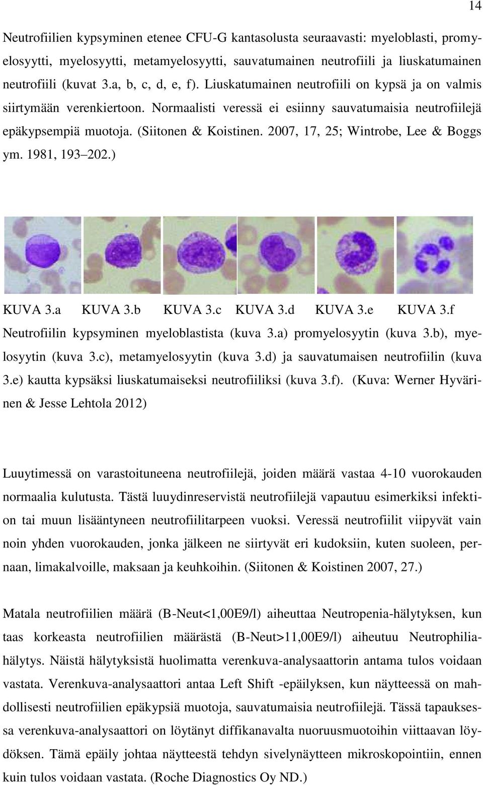 2007, 17, 25; Wintrobe, Lee & Boggs ym. 1981, 193 202.) KUVA 3.a KUVA 3.b KUVA 3.c KUVA 3.d KUVA 3.e KUVA 3.f Neutrofiilin kypsyminen myeloblastista (kuva 3.a) promyelosyytin (kuva 3.