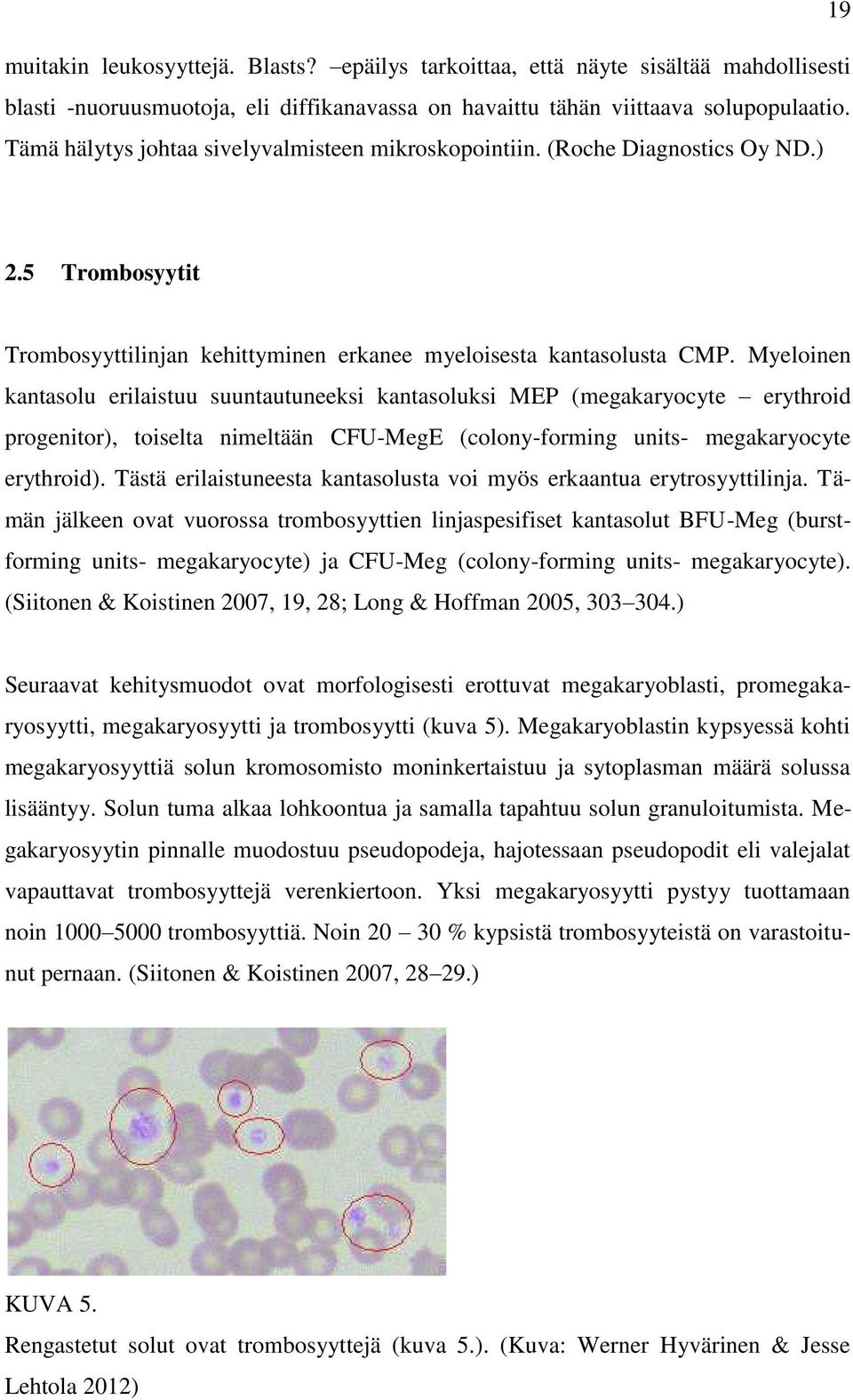 Myeloinen kantasolu erilaistuu suuntautuneeksi kantasoluksi MEP ( megakaryocyte erythroid progenitor), toiselta nimeltään CFU-MegE ( colony-forming units- megakaryocyte erythroid).