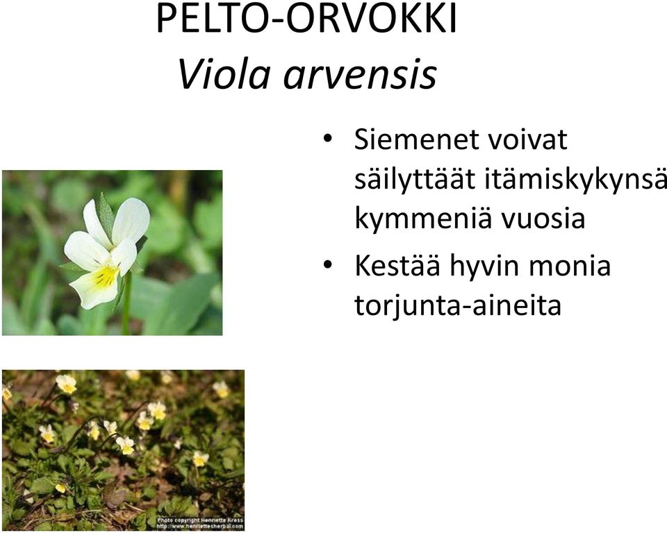 itämiskykynsä kymmeniä vuosia