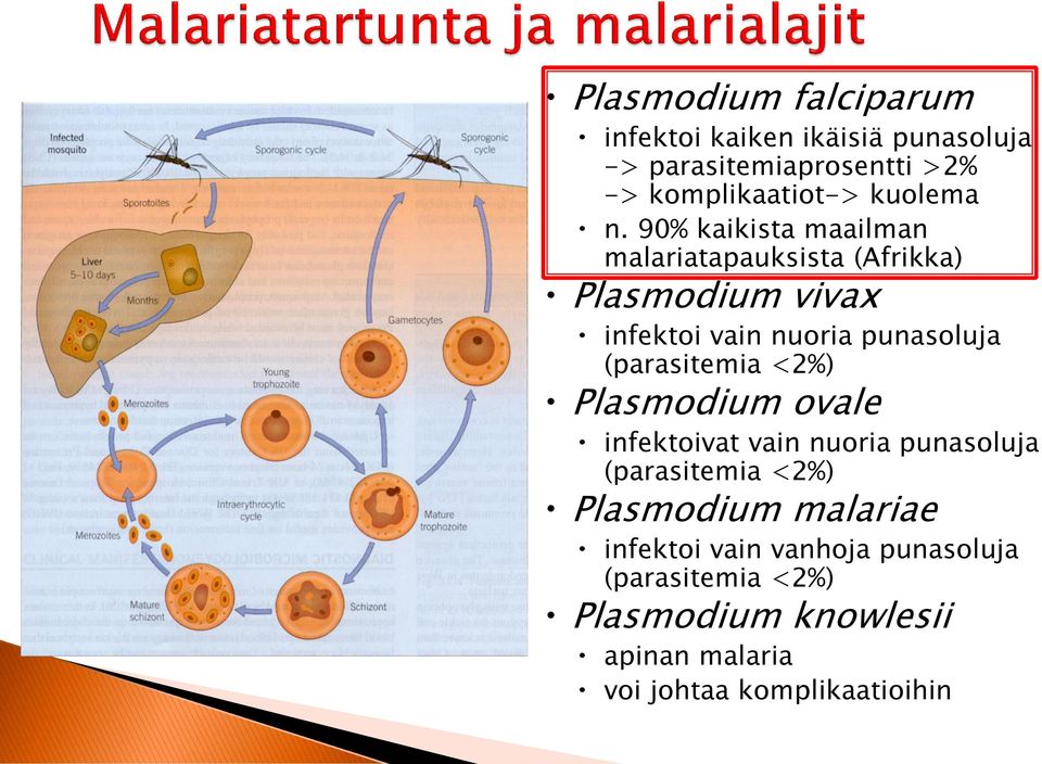 90% kaikista maailman malariatapauksista (Afrikka) Plasmodium vivax infektoi vain nuoria punasoluja