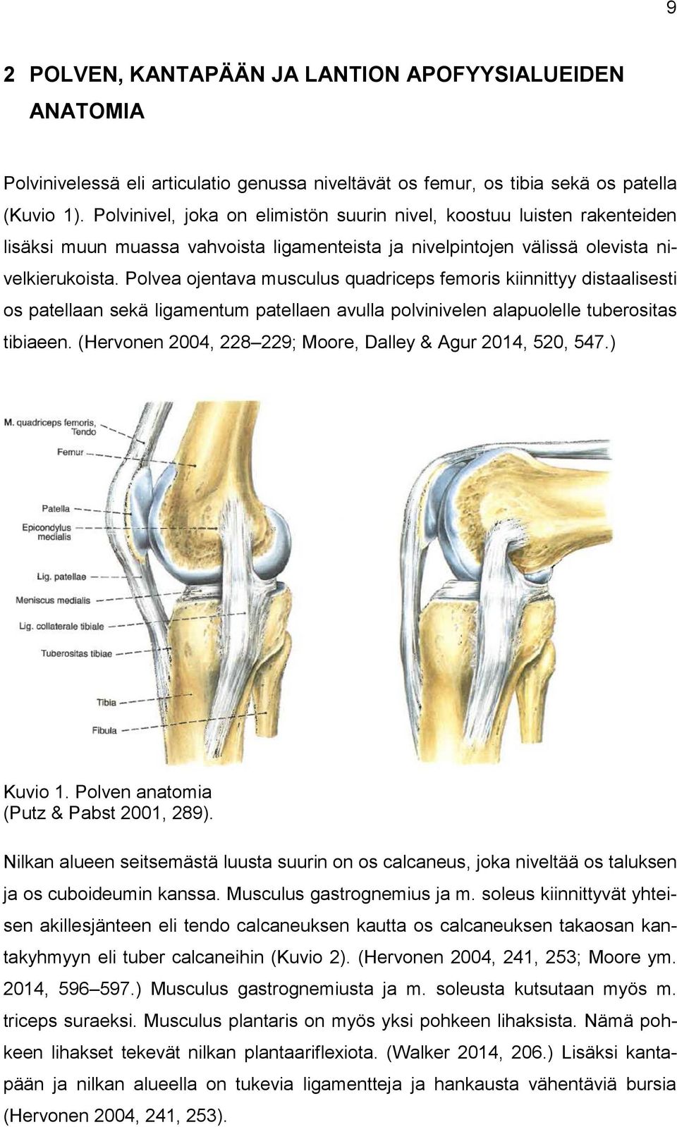 Polvea ojentava musculus quadriceps femoris kiinnittyy distaalisesti os patellaan sekä ligamentum patellaen avulla polvinivelen alapuolelle tuberositas tibiaeen.