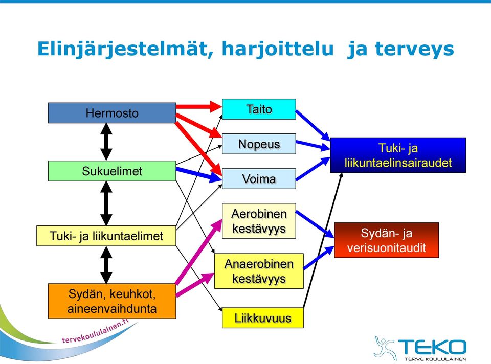 liikuntaelimet Sydän, keuhkot, aineenvaihdunta Aerobinen