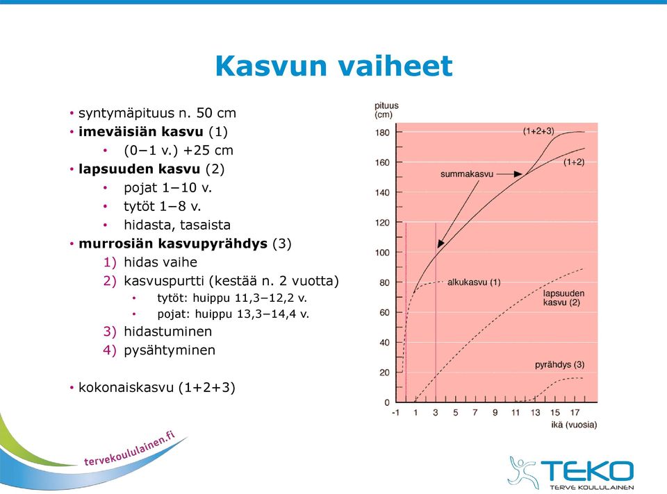 hidasta, tasaista murrosiän kasvupyrähdys (3) 1) hidas vaihe 2) kasvuspurtti