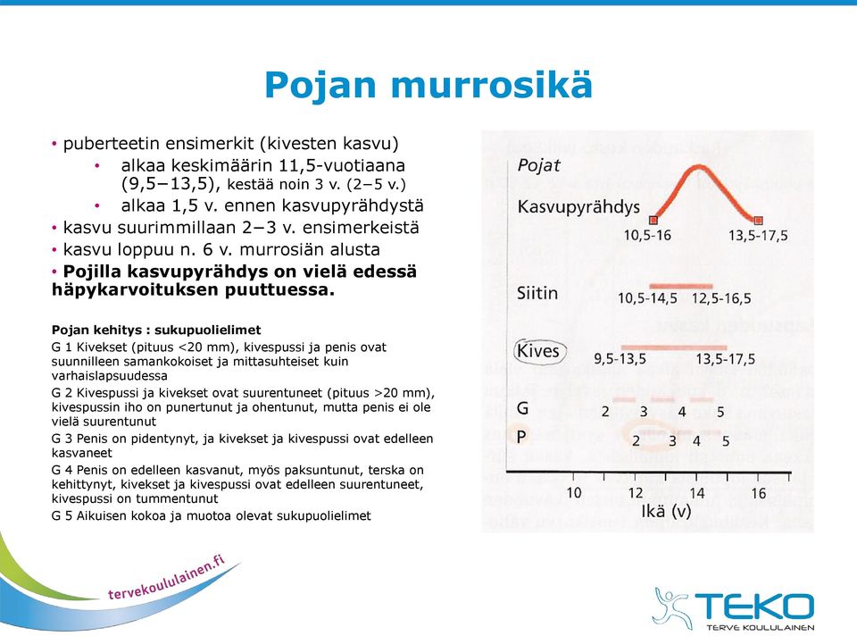 Pojan murrosikä Pojan kehitys : sukupuolielimet G 1 Kivekset (pituus <20 mm), kivespussi ja penis ovat suunnilleen samankokoiset ja mittasuhteiset kuin varhaislapsuudessa G 2 Kivespussi ja kivekset