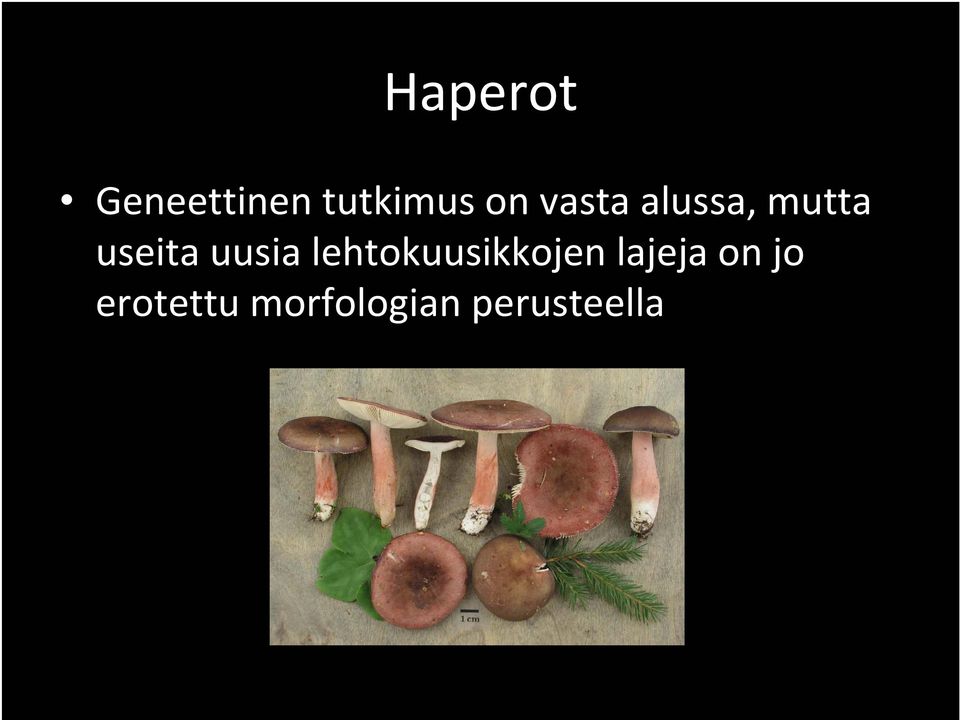 uusia lehtokuusikkojen lajeja