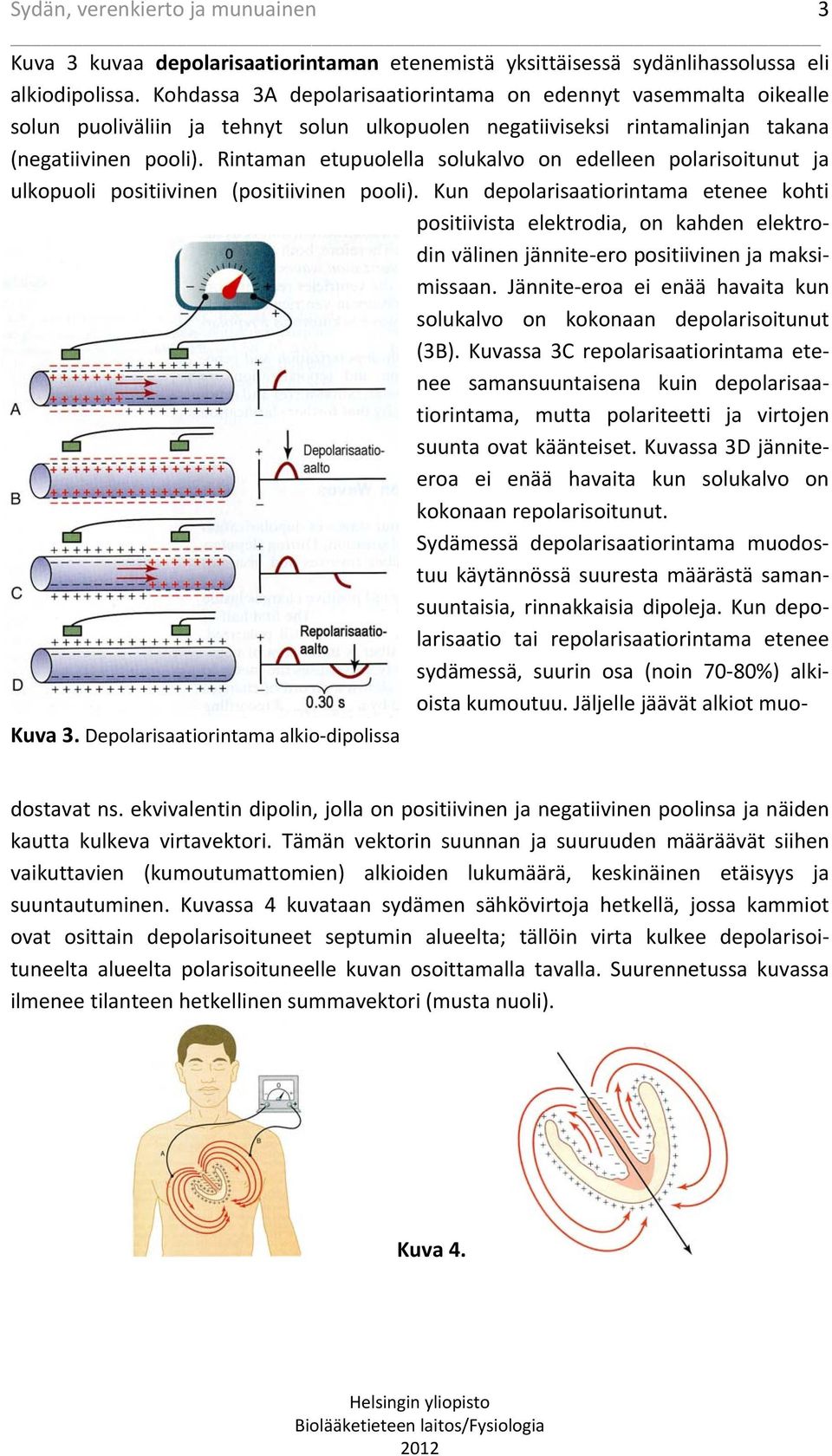 Rintaman etupuolella solukalvo on edelleen polarisoitunut ja ulkopuoli positiivinen (positiivinen pooli).