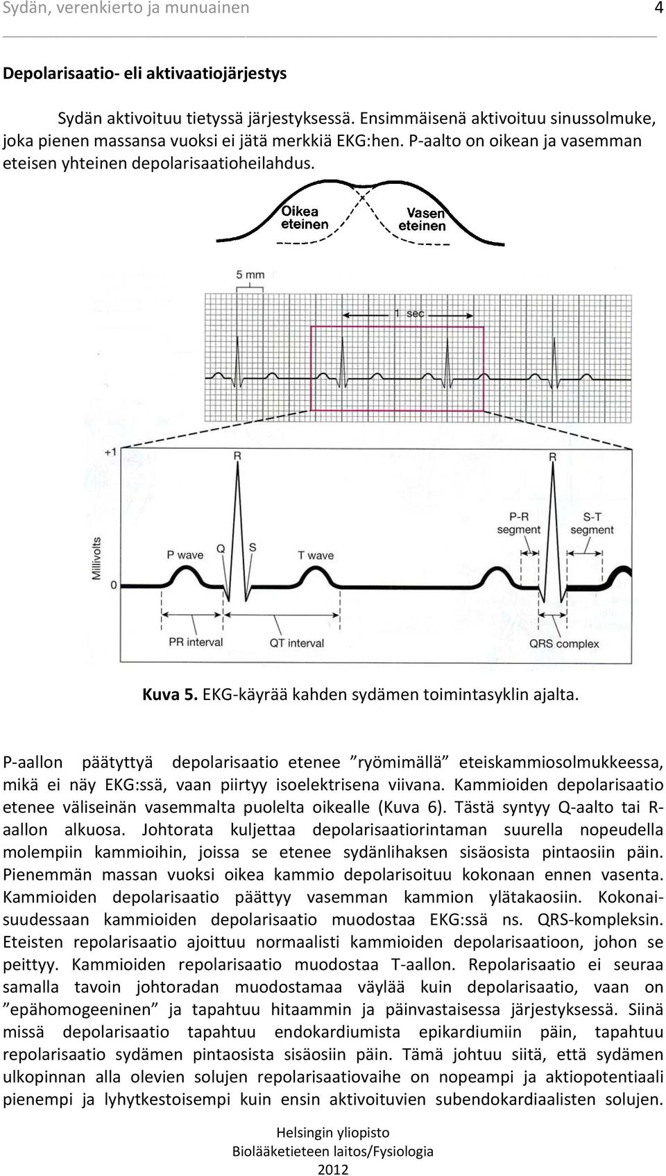 P aallon päätyttyä depolarisaatio etenee ryömimällä eteiskammiosolmukkeessa, mikä ei näy EKG:ssä, vaan piirtyy isoelektrisena viivana.